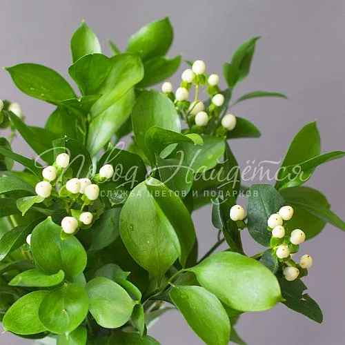 Букеты Букет Уютный мир