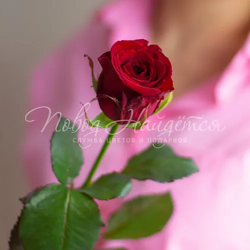 Розы Букет Красная роза 50 см