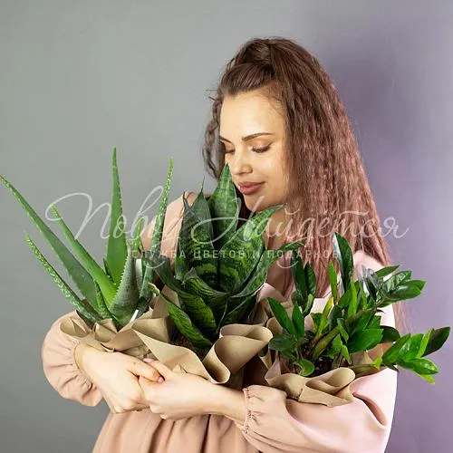 Зеленое Сэт неприхотливых растений