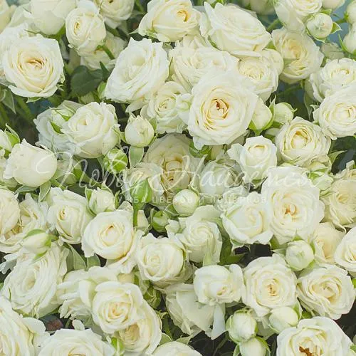 Кустовые розы Букет Голубоглазка