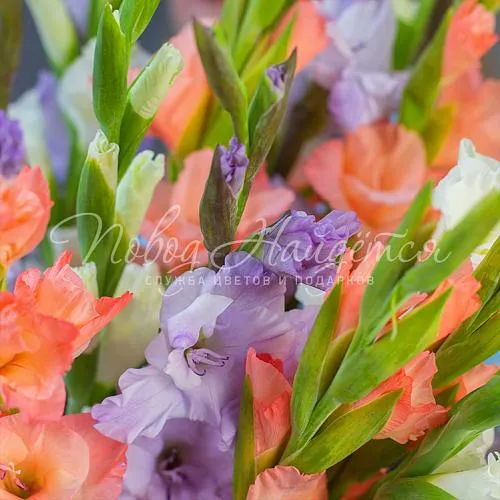 ГЛАДИОЛУСЫ Букет Девочки любят