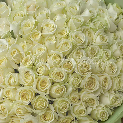 101 роза Букет Ультра