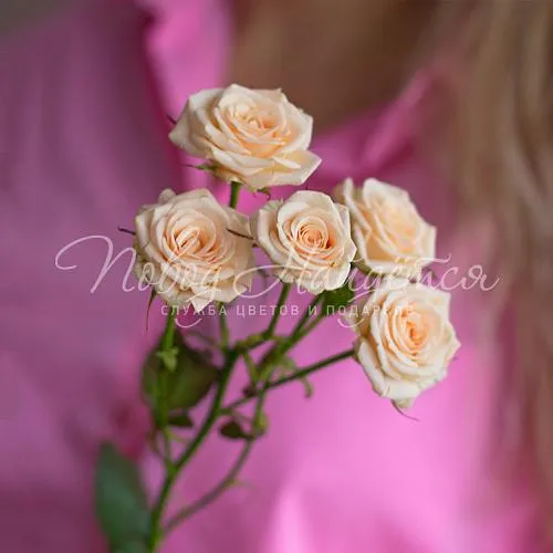 Розы Букет Кустовая кремовая роза 50 см