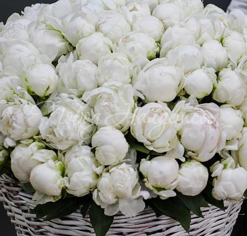 ПИОНЫ Букет Моя Венеция