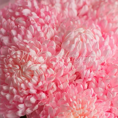 Монобукеты Букет Сказочный остров