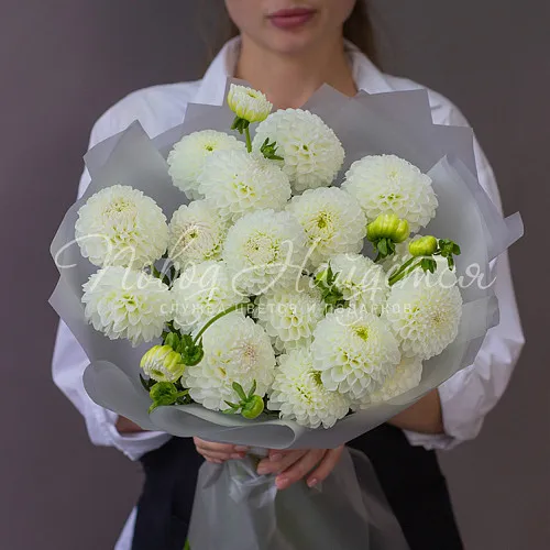 ГЕОРГИНЫ Букет Вежливый жест