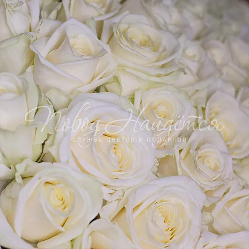 301 роза Букет Лаос