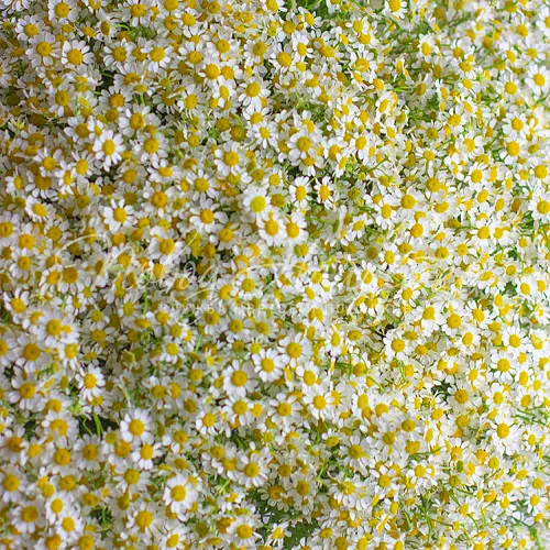 Прости Букет 101 ромашка