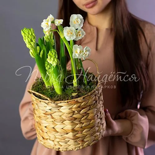 Зеленое Весенний ветер