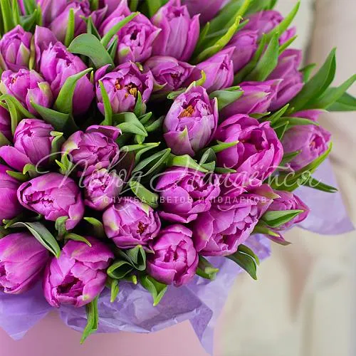 Моно Тюльпаны Букет Вирджин