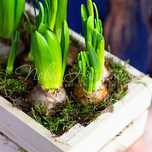 Зеленое Апрельский вечер