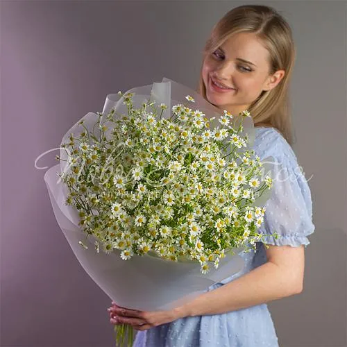 Моно Ромашки Купить букет ромашек с доставкой