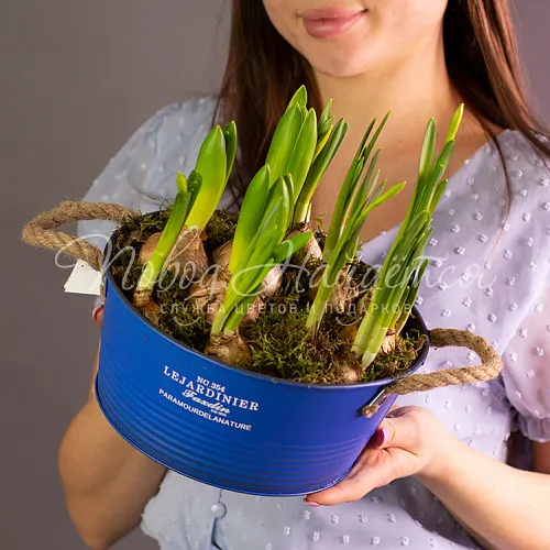  Весенние ласточки