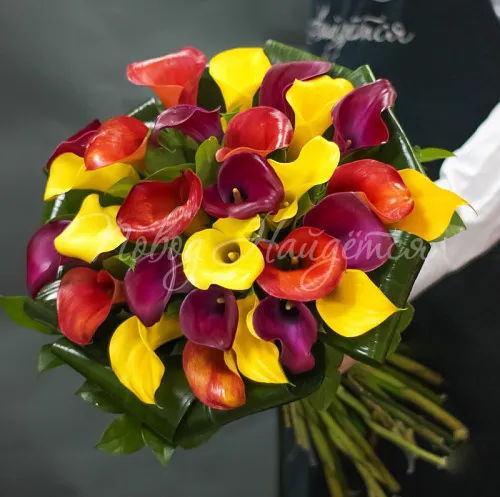 КАЛЛЫ Букет Комплимент