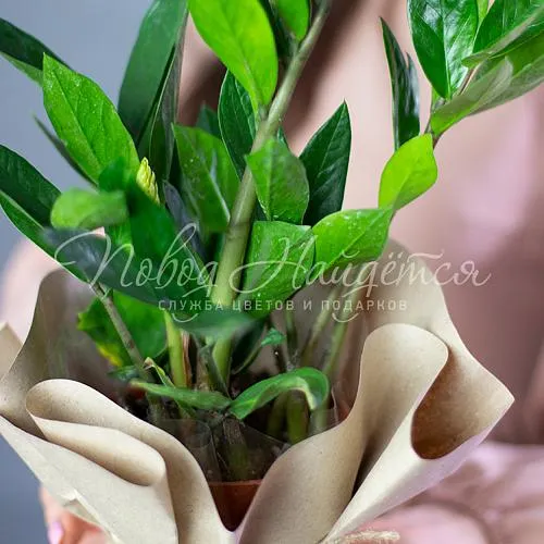 Зеленое Замиокулькас в горшке