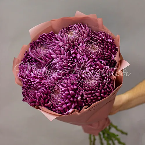ХРИЗАНТЕМЫ Букет Малиновый бисквит