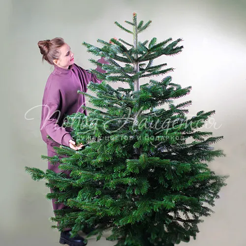 Новый год Ель Нормана