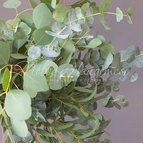 Букеты Букет Эвкалиптовый остров