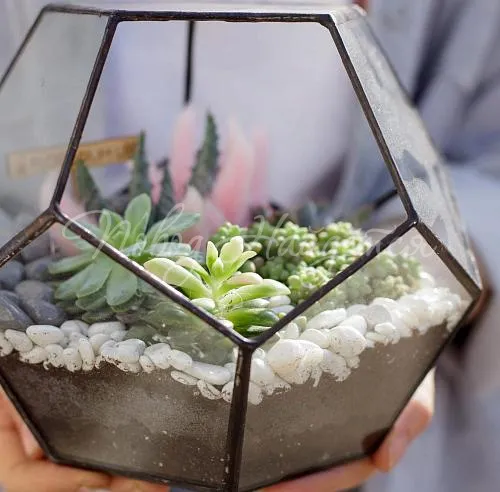 Зеленое Флорариум