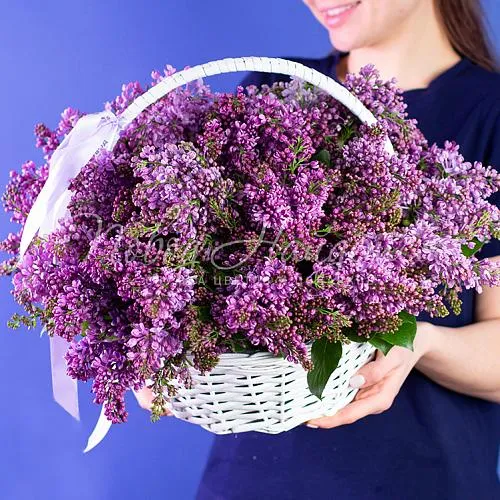 СИРЕНЬ Букет Королевская сирень