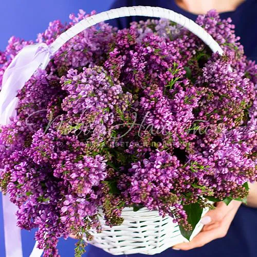 СИРЕНЬ Букет Королевская сирень