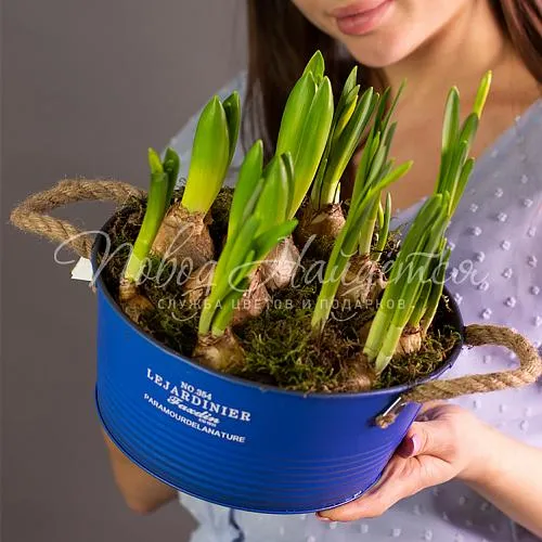 Цветы Букет Лучики весны