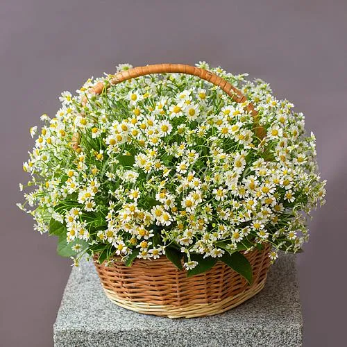 Бабушке Букет Корзина ромашек