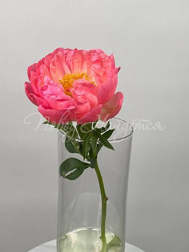 ПИОНЫ Букет Райский розовый