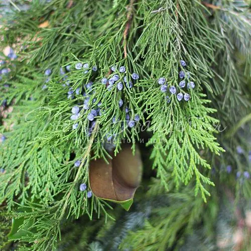 3500 - 5500 руб. Букет Хвойный лес