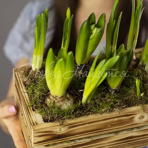 Зеленое Интерьерная композиция из луковичных