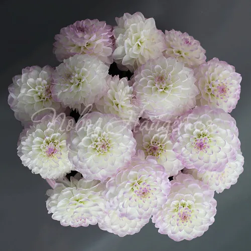 ГЕОРГИНЫ Букет Счастливый миг