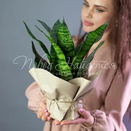 Зеленое Сансевиерия