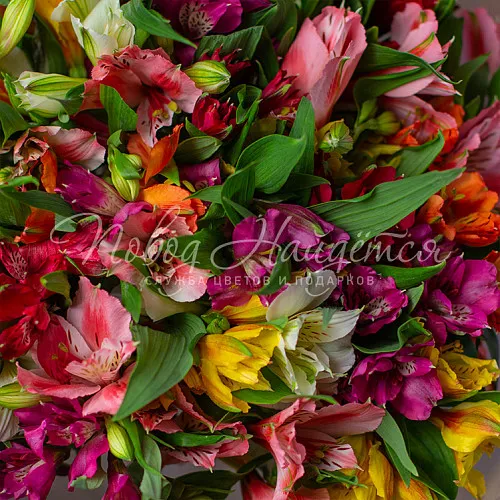 Монобукеты из альстромерии Букет Салют
