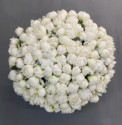 ПИОНЫ Букет Молочная речка