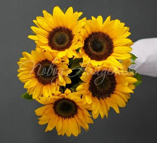 Цветы Букет 5 подсолнухов