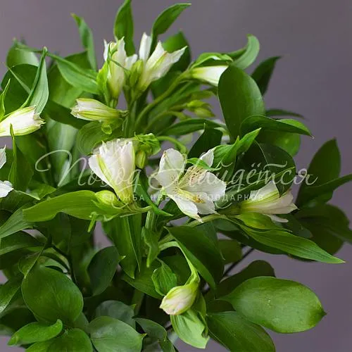 Букеты Букет Свежесть утра