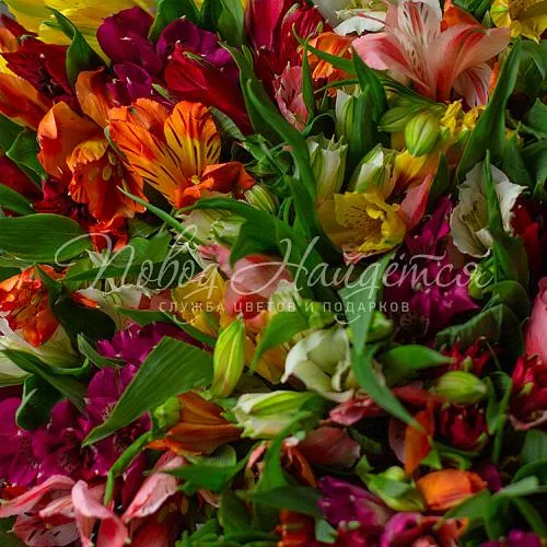 Монобукеты из альстромерии Букет Яркая ночь