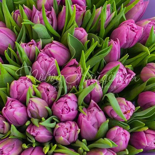 ТЮЛЬПАНЫ Букет Лавандовый