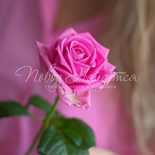 Розы Букет Розовая роза 50 см