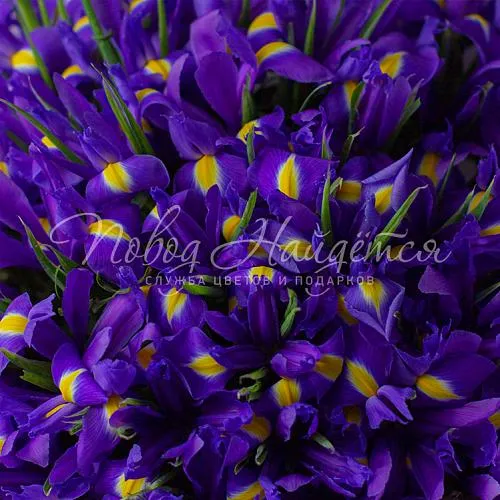 ИРИСЫ Букет 101 ирис