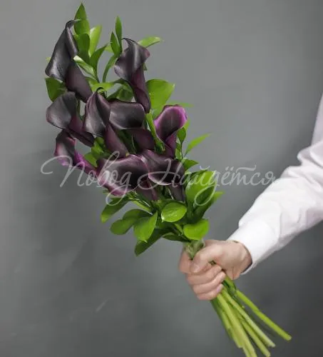 КАЛЛЫ Букет 9 фиолетовых калл