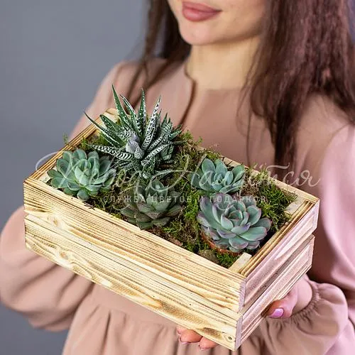 Зеленое Суккуленты в ящике