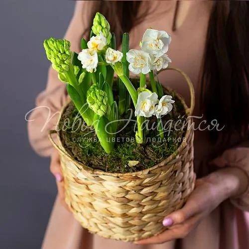 Зеленое Весенний ветер