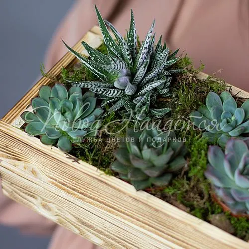 Зеленое Суккуленты в ящике