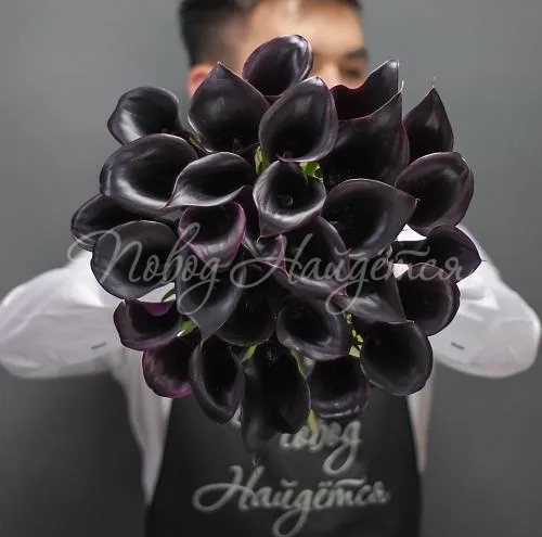 КАЛЛЫ Букет 29 фиолетовых калл