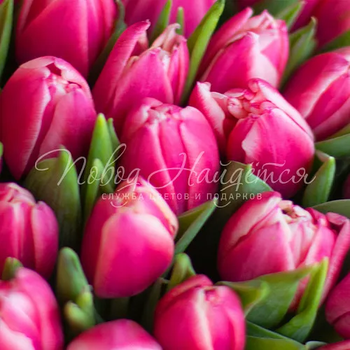 ТЮЛЬПАНЫ Букет Красочное небо