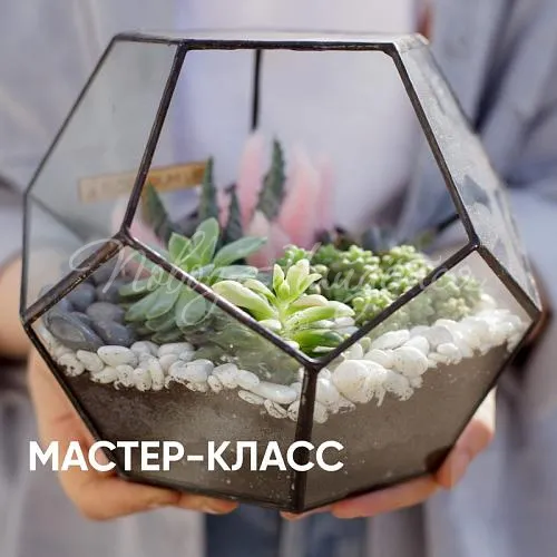 Зеленое Флорариум