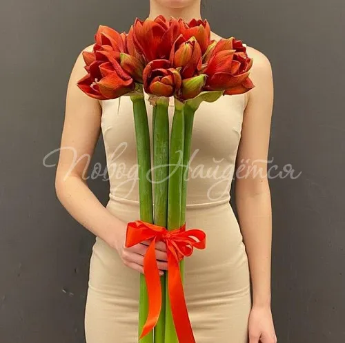 Цветы Букет 9 амариллисов