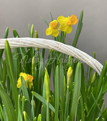 Корзины Корзина Корзина нарциссов