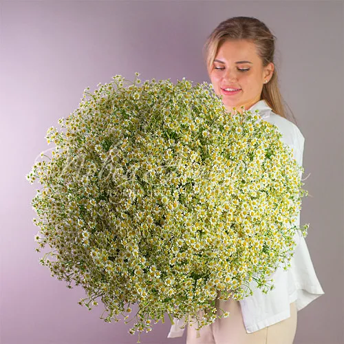 Прости Букет 101 ромашка